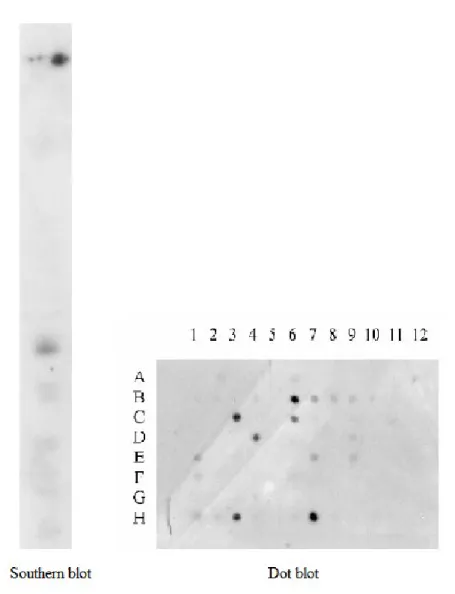 Fig. 4Southern blot  analysis of YAC911C10 and Dot blot of derived cosmids.