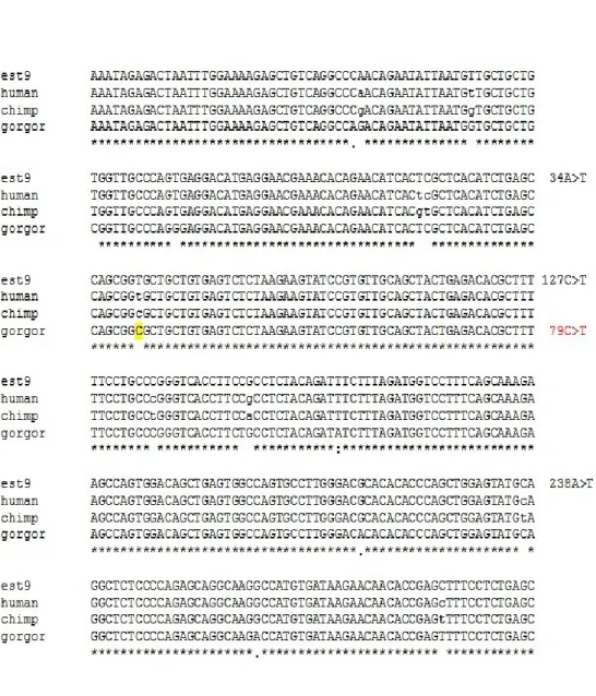 Fig. 8 -   Multiple aligment of catp sequence in primate. The point mutation giving rise     to a Cys triplet in human is highlighted (yellow)