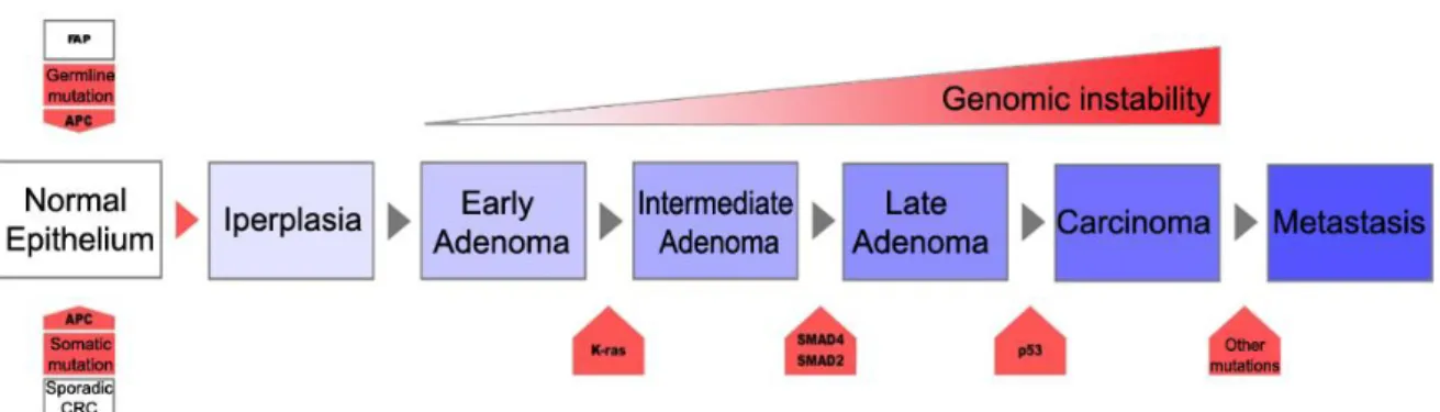 Figure  1.  Fearon  and  Vogelstein  model  for  colorectal  carcinogenesis  [6].  Patients  with  FAP  inherit  a 