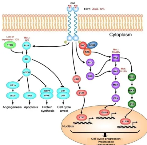 Figure 3. Signal transduction pathways activated by EGF  binding to its receptor (EGFR)