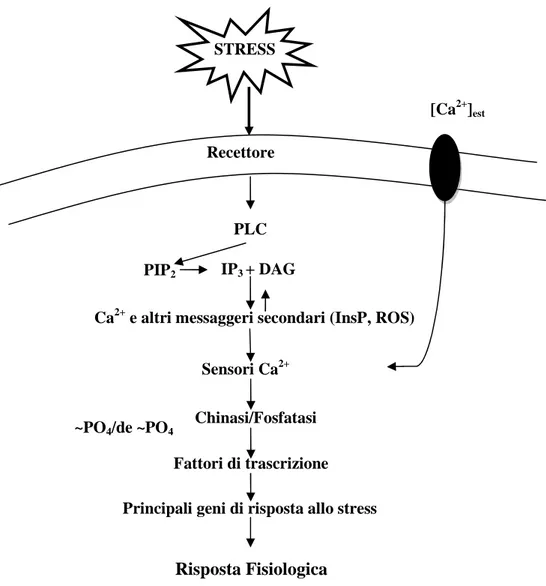Figura 4- Il  segnale di stress è prima percepito da un ricettore sulla membrana, il quale 