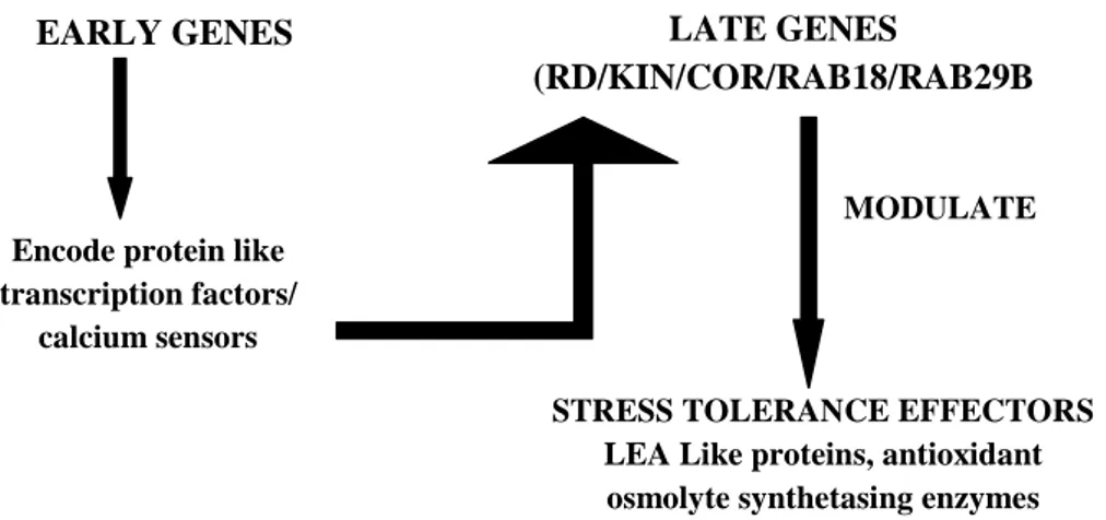 Figura 6 – Espressione di geni early e late in risposta agli stress abiotici. 