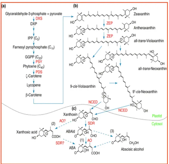 Figura  8  –  Via  di  biosintesi  dell’ABA;  (a)  Sintesi  del  precursore  carotenoide  nel  primo 
