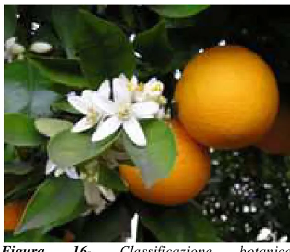 Figura  16-  Classificazione  botanica  dell’arancia;  particolare  di  arancia  con  fiore  di zagara 