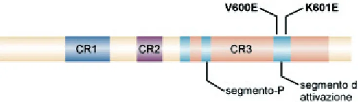Figura 2 – Disegno schematico della proteina BRAF e dei suoi domini principali (CR1,  CR2 e CR3)
