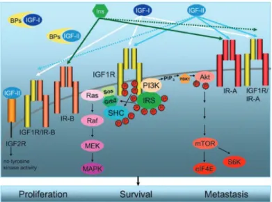 Figura 3. I componenti del sistema IGF. Insulina, IGF-I e IGF-II interagiscono  con diversa affinità con i recettori InsR, IGF-1R  e HybridRs  attivandone la  cascata di trasduzione del segnale