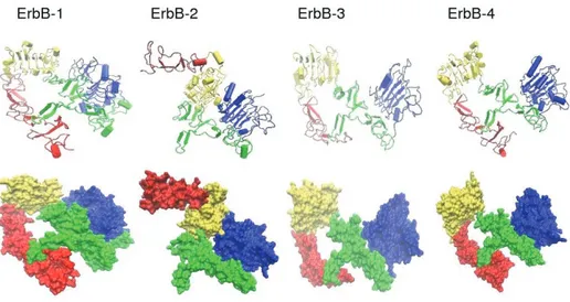 Figura 4: Struttura dei domini extracellulari dei recettori ErbB. 
