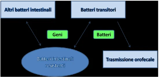 Figura  4-1.  Rappresentazione  schematica  dell’ipotetico  scambio  di  determinanti  di  resistenza tra batteri del microbiota intestinale e patogeni opportunisti 