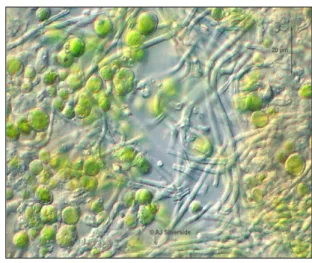Fig. 29: Alghe del genere Trebouxia 