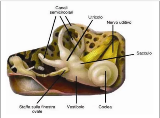 Fig. 3: Orecchio medio e orecchio interno.