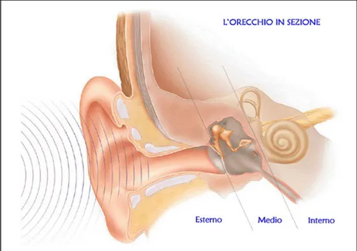 Figura 1: Sezione dell’orecchio.