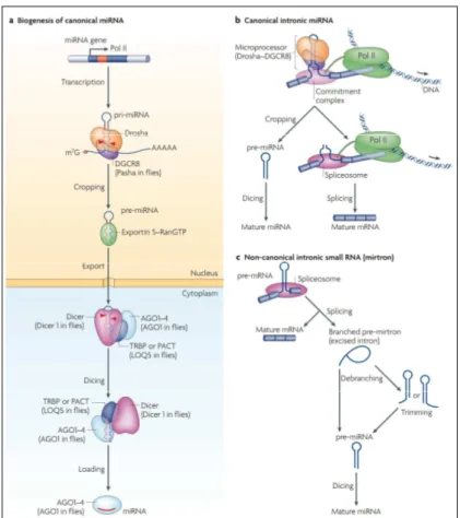 Figura  1.5  Biogenesi  della  pathway  dei  miRNA.  a)  I  geni  miRNA  nella  biogenesi  canonica  sono  trascritti  dall’RNA  Polimerase  II  (Pol  II)  per  generare  i  trascritti  primari  (pri-miRNAs)