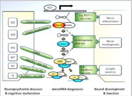 Figura  1.10  mostrante  la  pathway  biogenetica  dei  microRNAs,  i  geni  miR  maturi  coinvolti  nella struttura e funzione neuronale e le patologie ad essi connesse.SCZ = schizofrenia, ASD =  Disordini dello spettro autistico; FXS =Sindrome dell’X-Fra