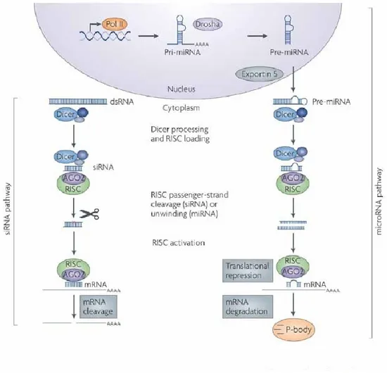 Fig  3:  RNA  interference  (RNAi)  pathways  are  guided  by  small  RNAs  that  include  small  interfering  RNA  (siRNA) and microRNAs (miRNAs)