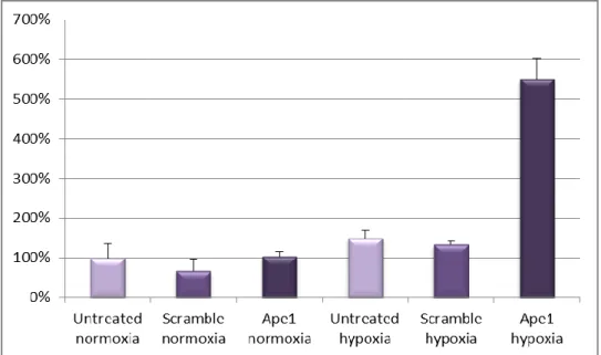 Fig 5: By qPCR, Hmox1 mRNA level after APE1/Ref-1 KD is increased of 5 folder; by Western Blot  any increase