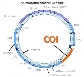 Fig 2 Genoma mitocondriale animale. COI rappresenta il 