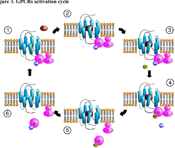 Figure 3. GPCRs activation cycle 