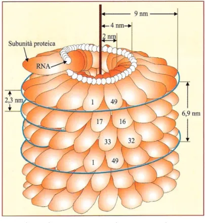 Fig.  2  –  Modello  di  una  porzione  di  particella  di  TMV  che  mostra  la  disposizione  elicoidale  delle  subunità  proteiche  e  la  loro  relazione  con  l’RNA