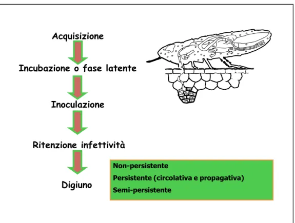 Fig. 5 – Trasmissione dei virus mediante vettori. 