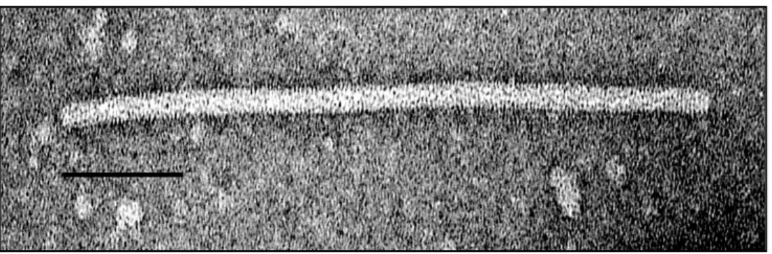Fig. 9 – Particella virus del mosaico del pepino osservata al microscopio                 elettronico