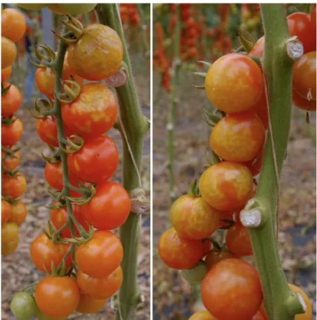 Fig. 17 – Butterature e necrosi causate da infezioni miste del virus del                             mosaico del pepino e del virus della clorosi infettiva del                            pomodoro