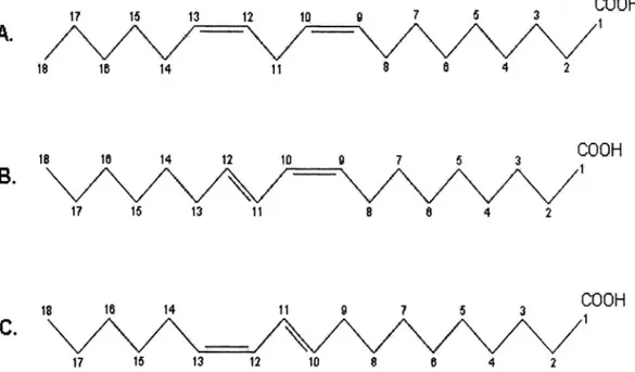 Figure 1.1: Abbreviated chemical structures of ordinary C18:2 (linoleic acid) (A)   two major conjugated linoleic acids: c9, t11 isomer (B) and t10, c12 isomer (C)