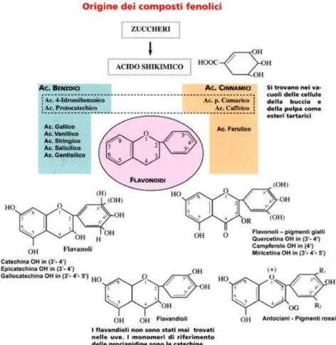 Fig. 2.2 - Origine metabolica dei composti fenolici 