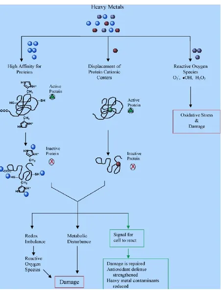 Figure  6.  The  biochemical  reactions  of  heavy  metal  in  plants  that  cause  stress  and  damage
