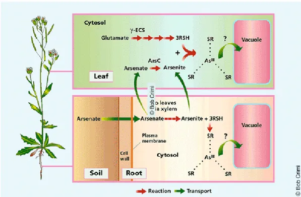 Figure 8. Mechanism of Arsenic biotrasformation by the plant. Source: Doucleff and Terry  2002