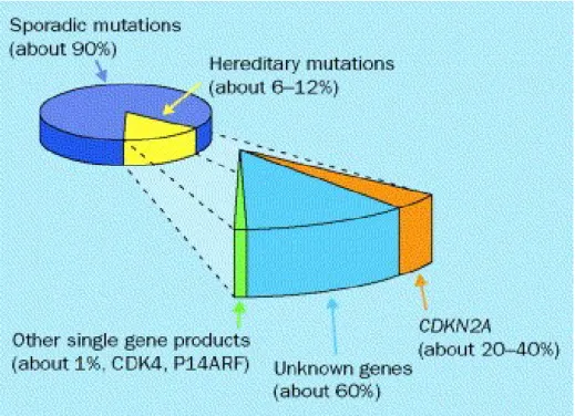 Figure 4.   Prevalence of CDKN2A mutations in hereditary melanoma;  Christopher B  Hansen, Lisa M  Wadge, Katrina  Lowstuter,  Kenneth  Boucher, Sancy A  Leachman 
