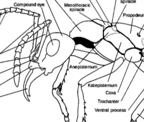 FIGURE  2  –  MORPHOLOGY  OF  A  WORKER  ANT  (IN  LATERAL  VIEW).  Diagram  showing  the  main  morphology  of  a  worker  ant  of  the  species  Pachycondyla  verenae  (F OREL , 1922)