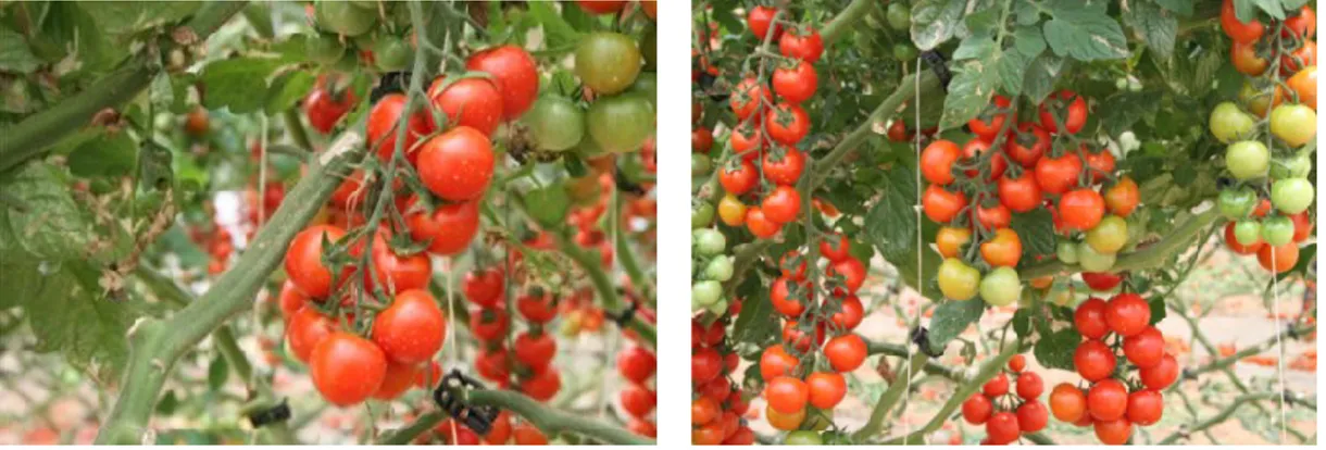 Figure 4 - Tomatoes row view 