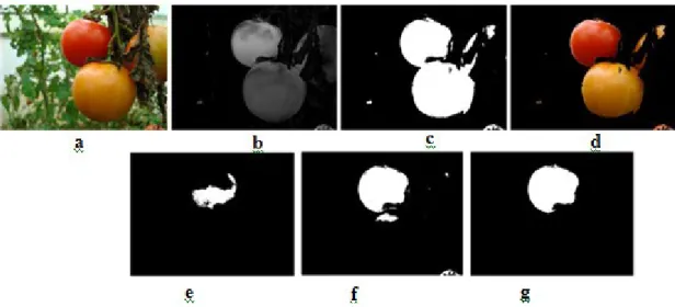 Figure 18 - Typical RT recognition. (a) Original color image (b) Gray image (c) Binary image (d) Image  after removing the background (e-f) Extraction of red pixels, and g