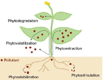Figure 5. Different mechanisms of phytoremediation in plants. http://tinyurl.com/kolj52p 