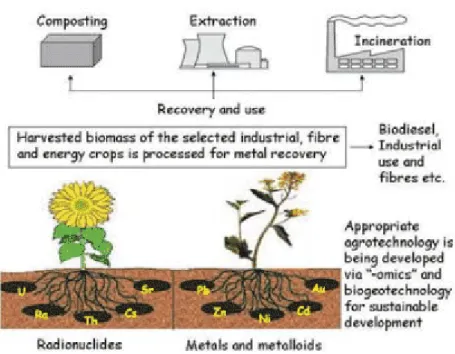 Figure 7. The approach of green technology for cleaning the soil from heavy metals. Braz