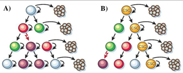 Figure 1. Two models of heterogeneity in solid tumors. Cancer cells are heterogenous in both models
