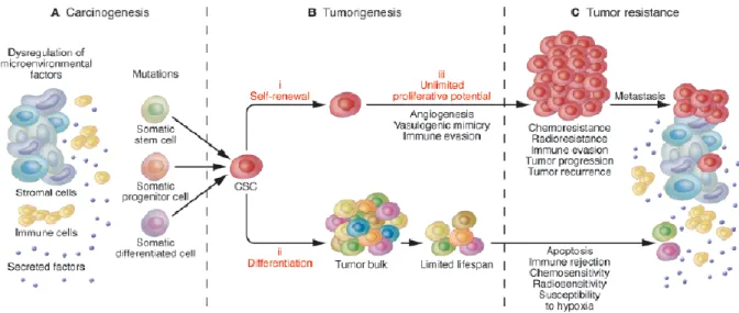 Figure 2. CSCs and their implication for  carcinogenesis, tumorigenesis, and tumor resistance