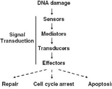 Figure 3. Organization of the DNA damage response pathway. DNA damage is regocnized by sensor 