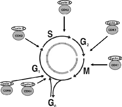 Figure  4.  The  different  phases  of  the  cell  cycle  and  the  sites  of  activity  for  the  diverse  CDK/Cyclin 
