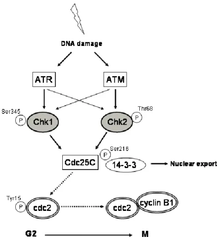 Figure 5. The G 2  checkpoint. After detection of DNA damage, the G 2  checkpoint primarily functions to 