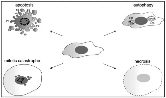 Figure  6. Morphological characteristics of apoptosis, autophagy, mitotic catastrophe and necrosis