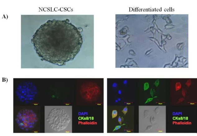 Figure 8. Characterization of NSCLC-CSCs and their differentiated progenies. A. Morphology of a 