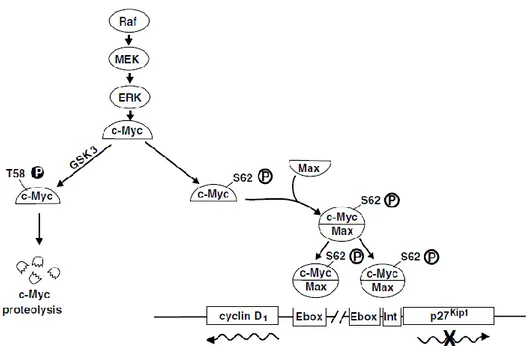Figure 5: Raf/MEK/Erk pathway and regulation of the transcription  of c-Myc  responsive genes [Chang F