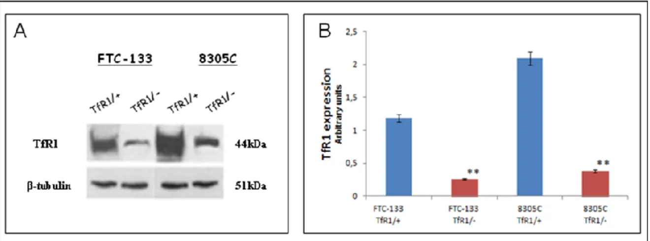 Figure 10: A) Representative immunoblot of TfR1 expression in FTC-133 and  8305C human cancer  thyroid cell lines