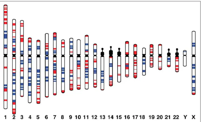 Fig. 3: Ideogramma dei cromosomi umani in cui è mostrata la localizzazione delle bande H3 +  (rosso) e delle  bande L1 +  (blu) (Saccone et al