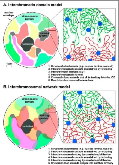 Fig.  8:  Modelli  di  organizzazione  della  cromatina  nei  nuclei  dei  Mammiferi.  A