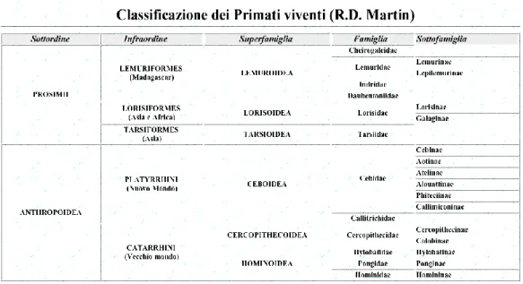 Fig. 10: Classificazione dei Primati 