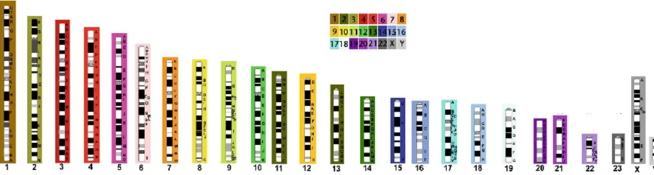 Fig. 24: Ideogramma del cariotipo dell’ancestrale degli Hominoidea (AHK) 2n=48; le parti colorate si riferiscono  ai cromosomi umani (modificato da Stanyon et al