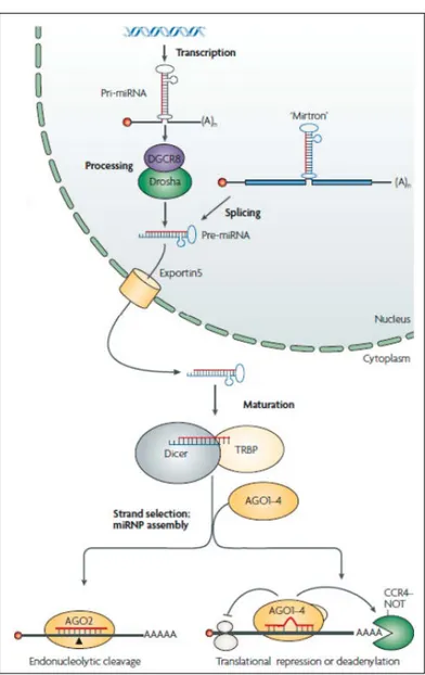 Figure 3.1: Model for biogenesis and activity of transcriptional repression of microRNAs.