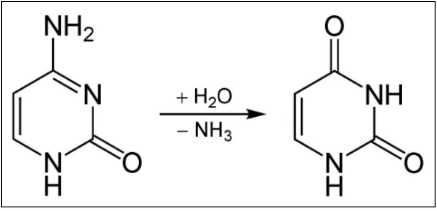 Figure 3.3: Spontaneous oxidative deamination of cytosine.